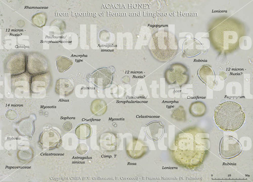 Monoflora di Robinia in Cina