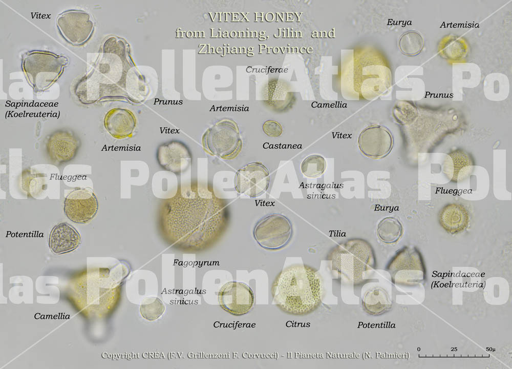 Miele di Vitex proveniente da Liaooming