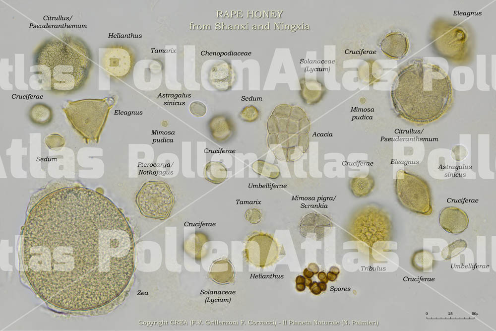 Colza Shanxi Ningxia