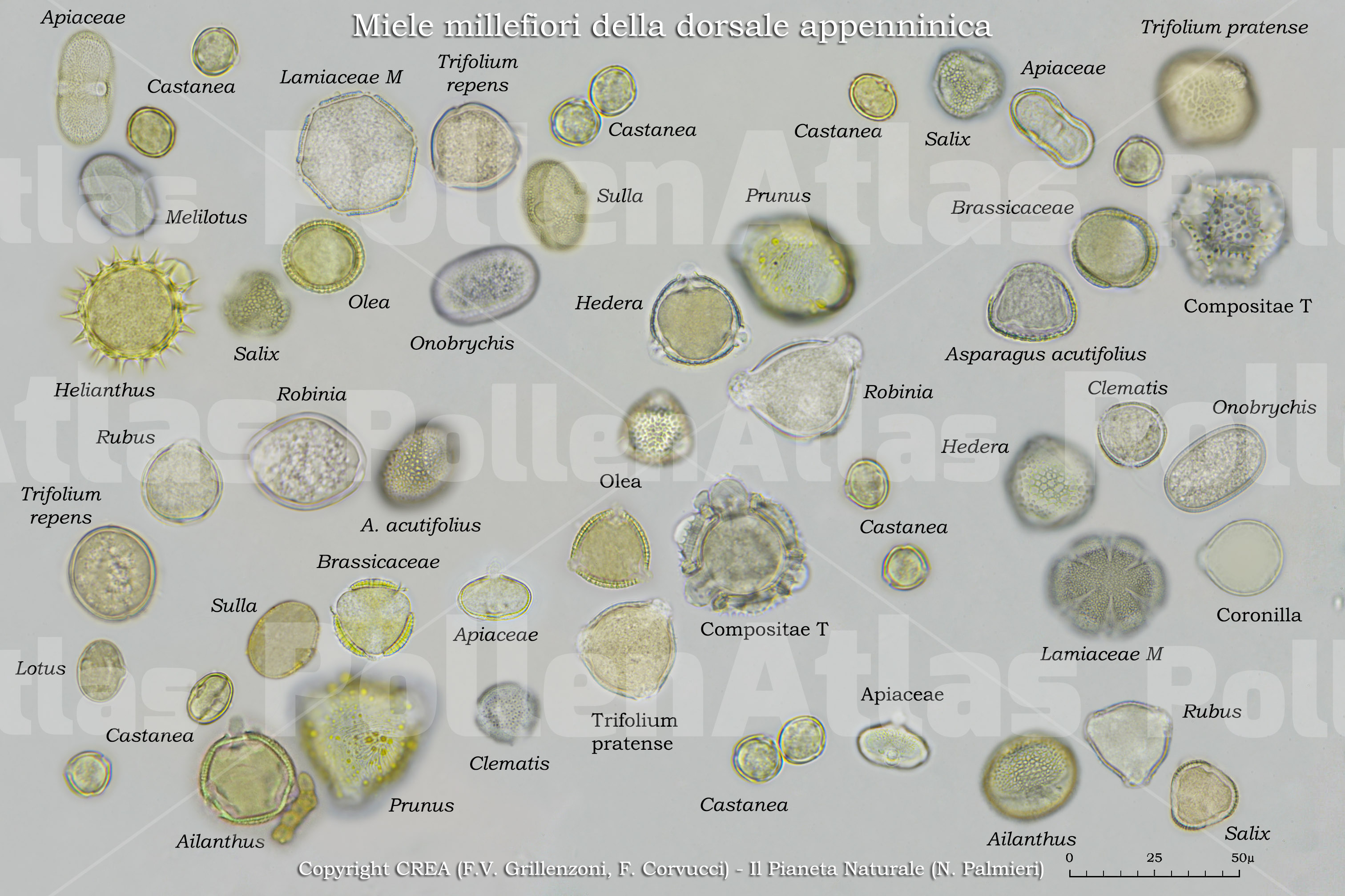 Honey from the Appennine Ridge