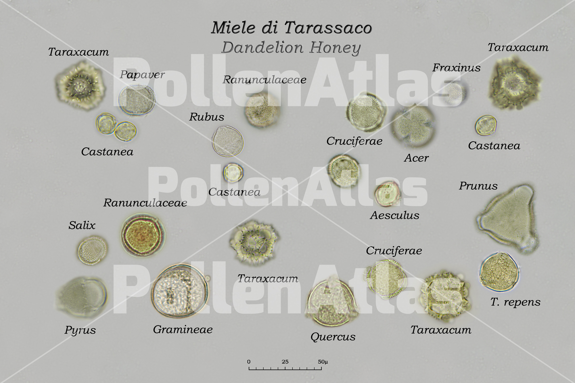 Pollen combination in Dandelion Honey
