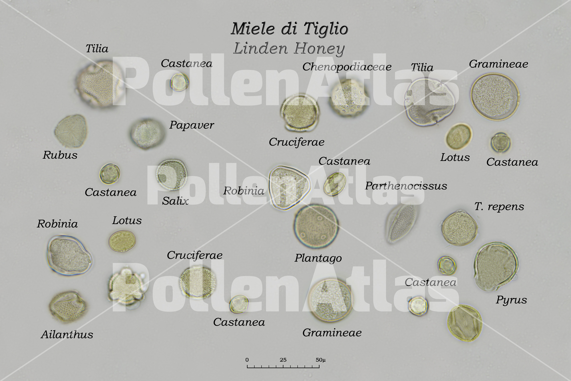 Pollen collage of Linden Honey