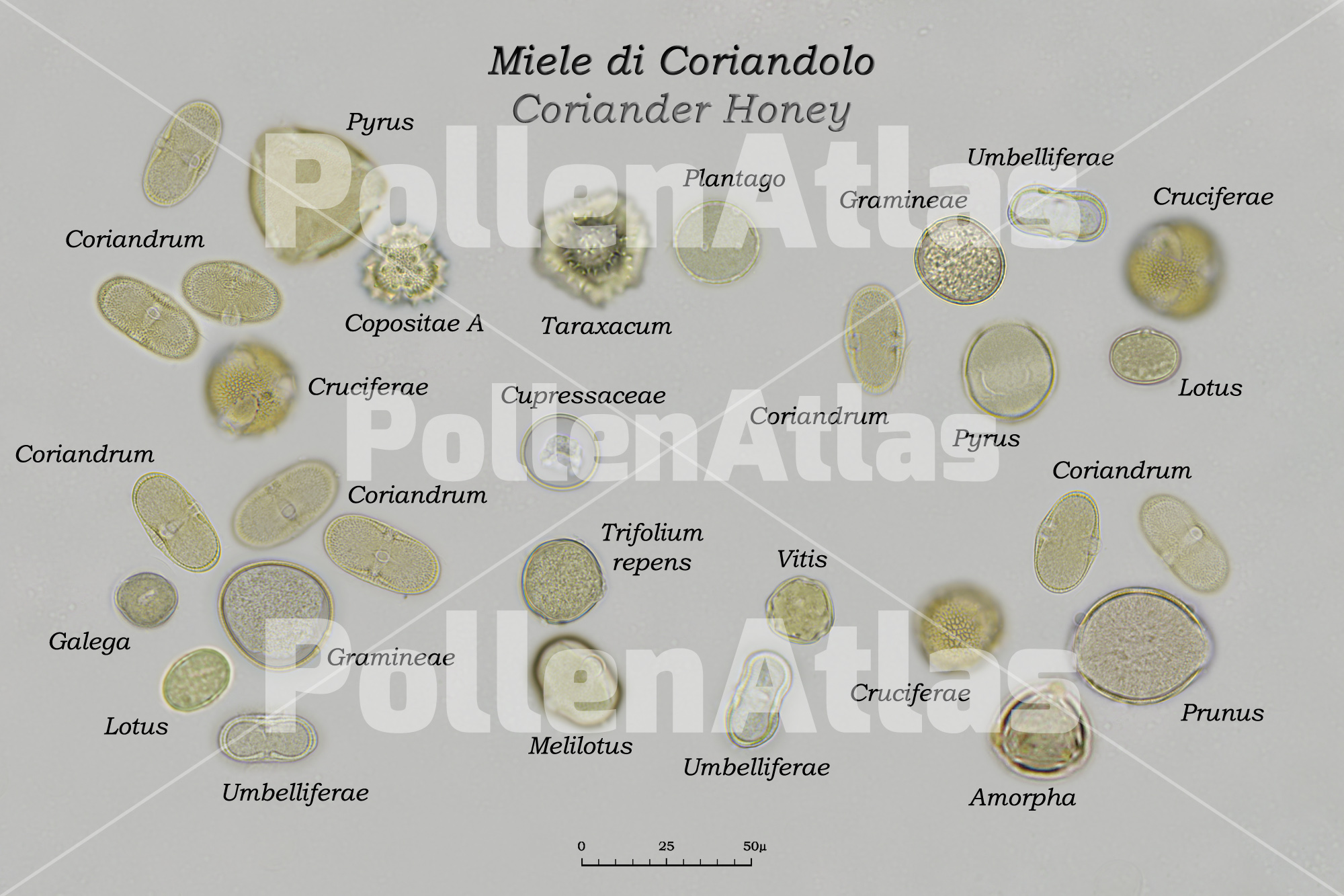 Monoflora coriandolo