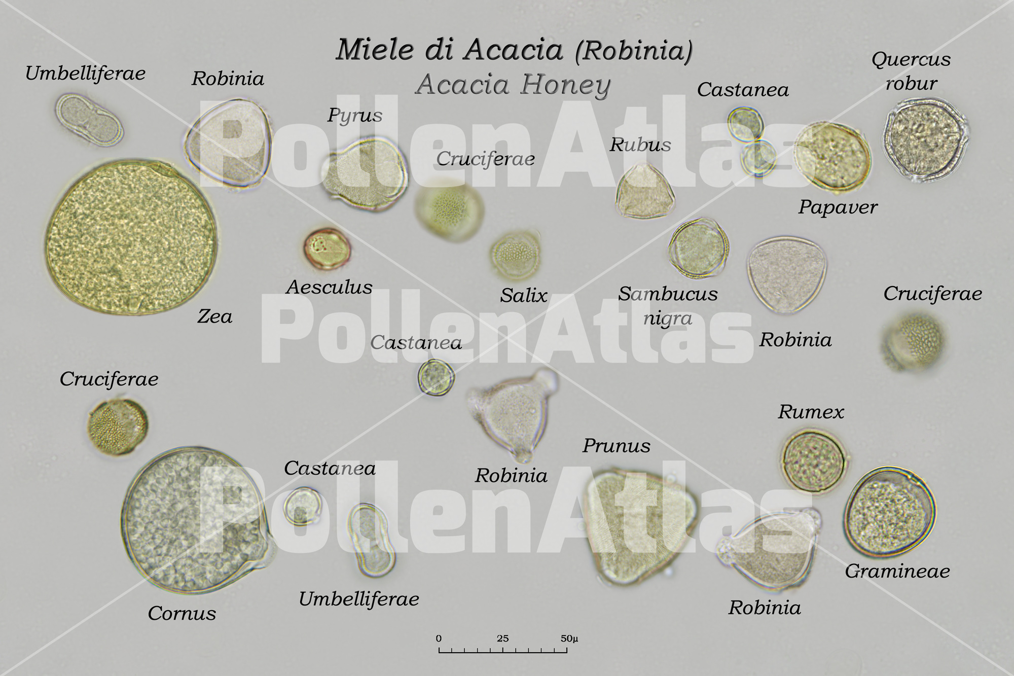 Pollen combination in Black Locust Honey