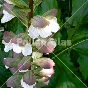 Acanthus mollis