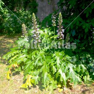 Acanthus mollis