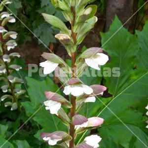 Acanthus mollis