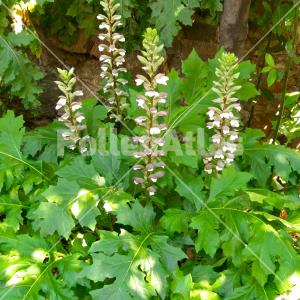 Acanthus mollis