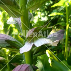 Acanthus mollis
