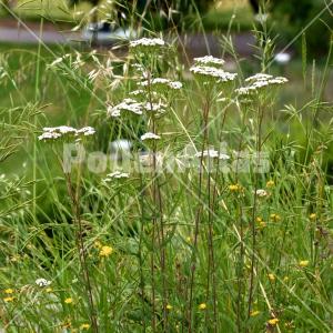Achillea collina