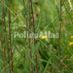 Achillea collina