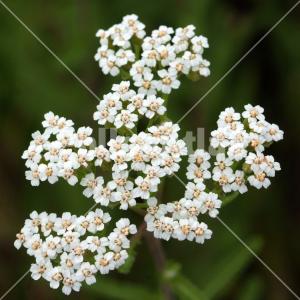 Achillea collina