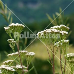 Achillea collina