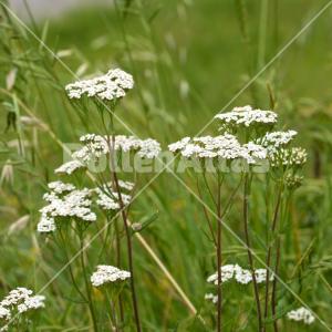 Achillea collina