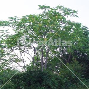 Ailanthus altissima