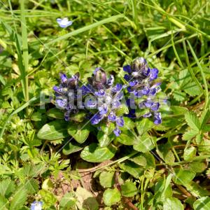 Ajuga reptans