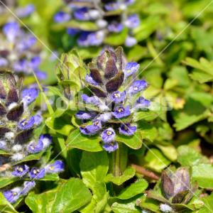 Ajuga reptans