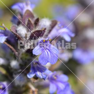 Ajuga reptans