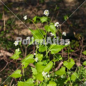  Alliaria petiolata 2