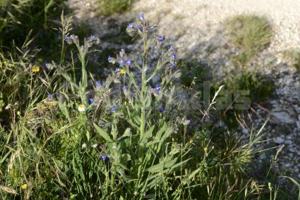 Anchusa azurea