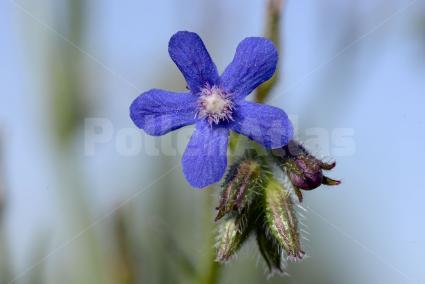 Anchusa azurea