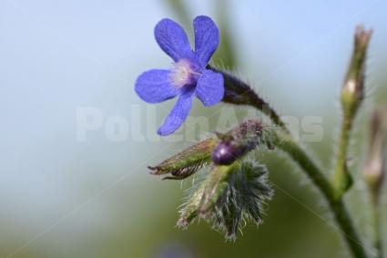 Anchusa azurea