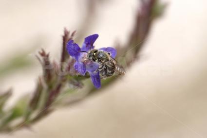 Anchusa azurea