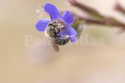 Anchusa azurea