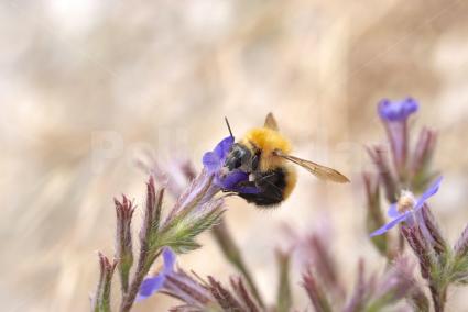 Anchusa azurea