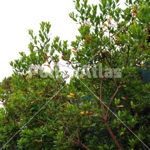 Arbutus unedo