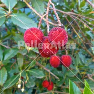 Arbutus unedo