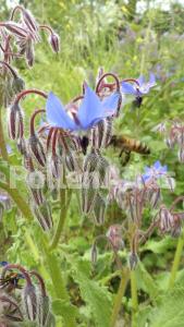 Borago officinalis