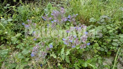 Borago officinalis