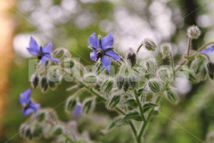 Borago officinalis