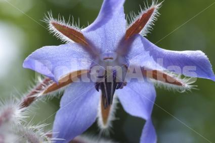 Borago officinalis
