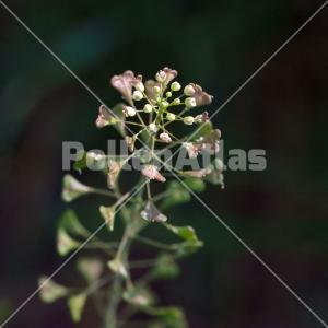 Capsella bursa-pastoris