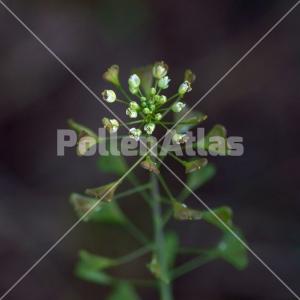 Capsella bursa-pastoris