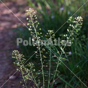 Capsella bursa-pastoris