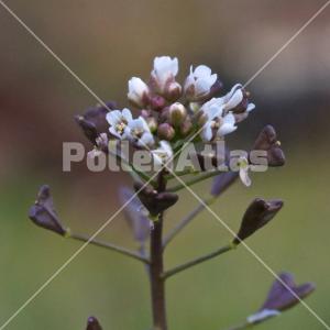 Capsella bursa-pastoris