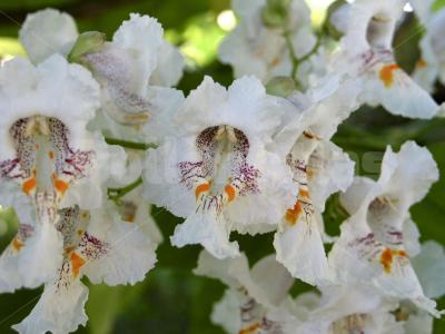 Catalpa bignonioides