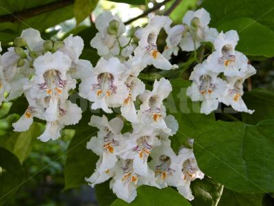Catalpa bignonioides