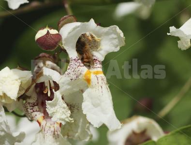 Catalpa bignonioides
