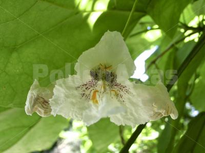 Catalpa bignonioides