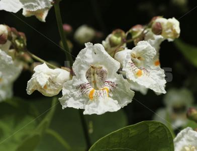 Catalpa bignonioides