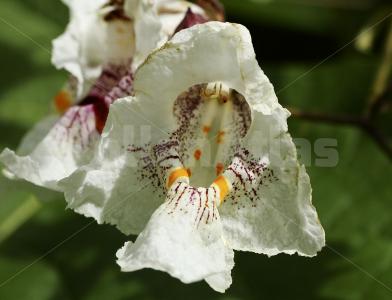 Catalpa bignonioides