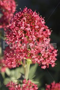 Centranthus ruber (L.) DC.