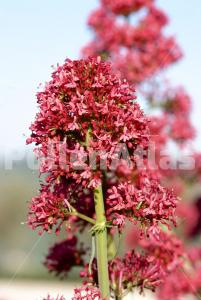 Centranthus ruber (L.) DC.