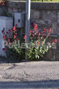 Centranthus ruber (L.) DC.