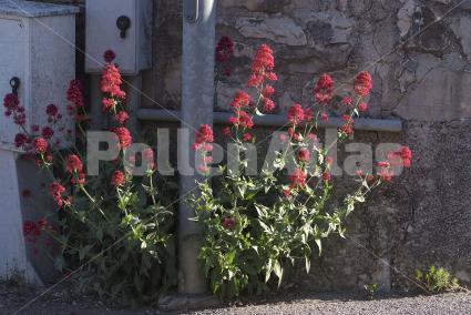 Centranthus ruber (L.) DC.