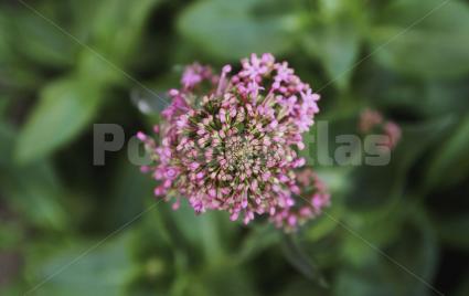 Centranthus ruber (L.) DC.